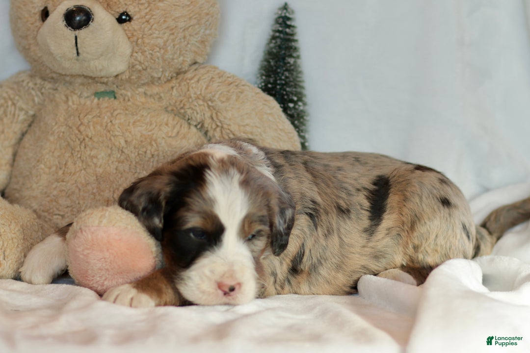 Bernedoodle dogs for sale: Doc - Ad 3