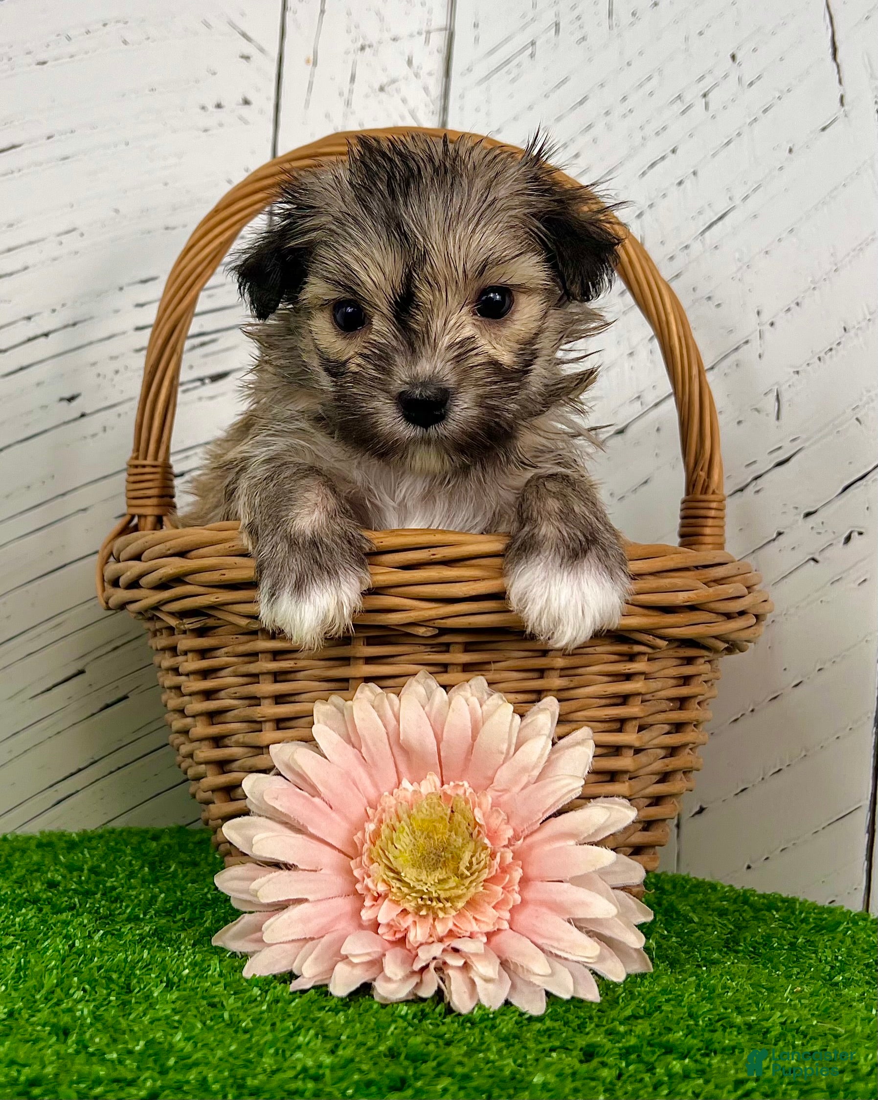 Havanese dogs Carmen - Ad 2