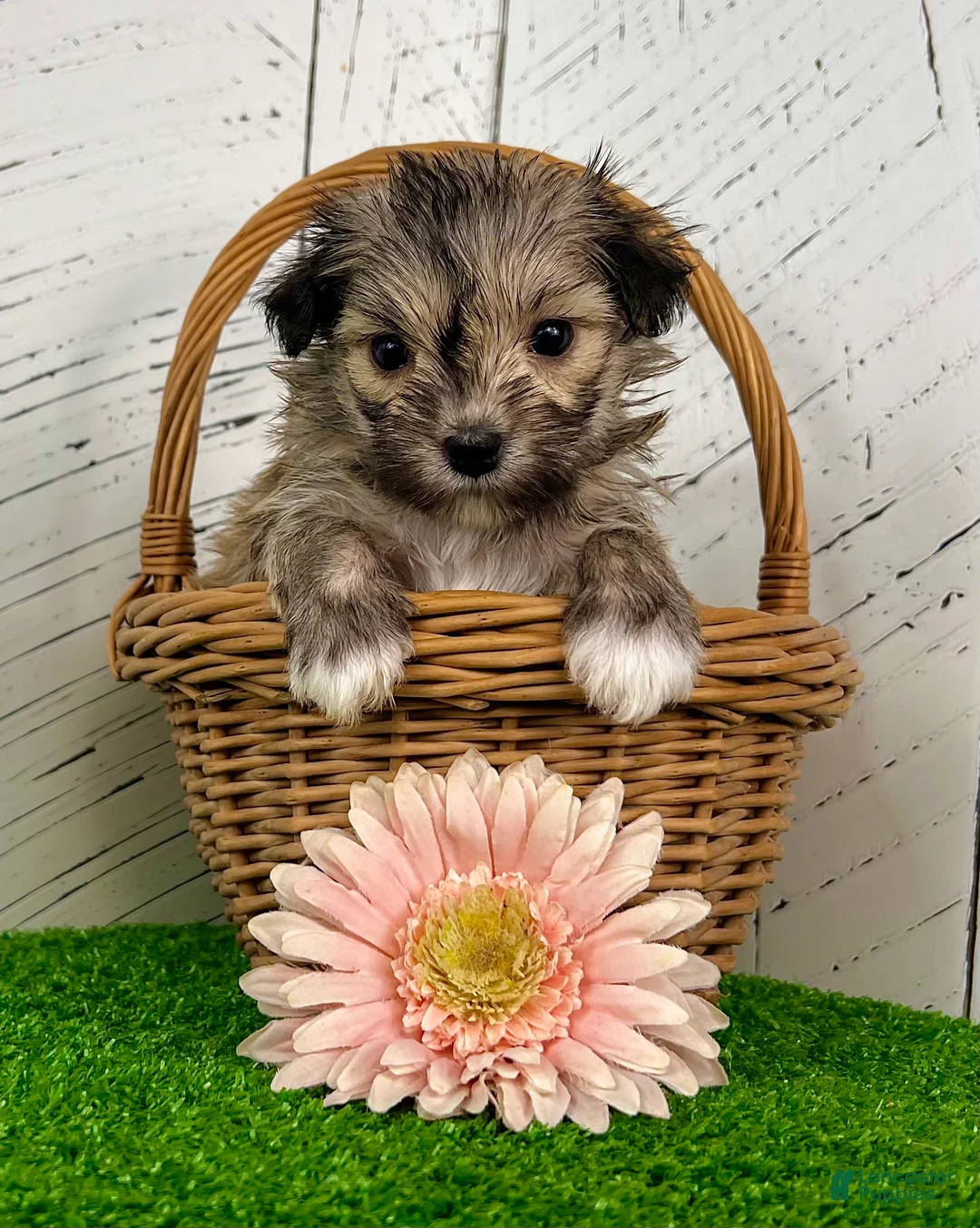 Havanese dogs for sale: Carmen - Ad 2