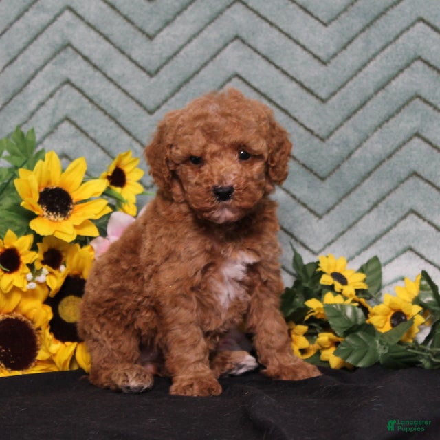 Miniature Poodle dogs Yetta - Ad 1