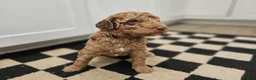Standard Poodle dogs for sale: Obi Wan - Ad 3