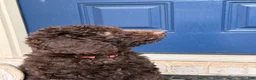 Goldendoodle dogs for sale: Passion - Ad 6