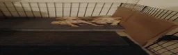 Mixed Breed dogs for sale: Mixed Breed 1 - Ad 4
