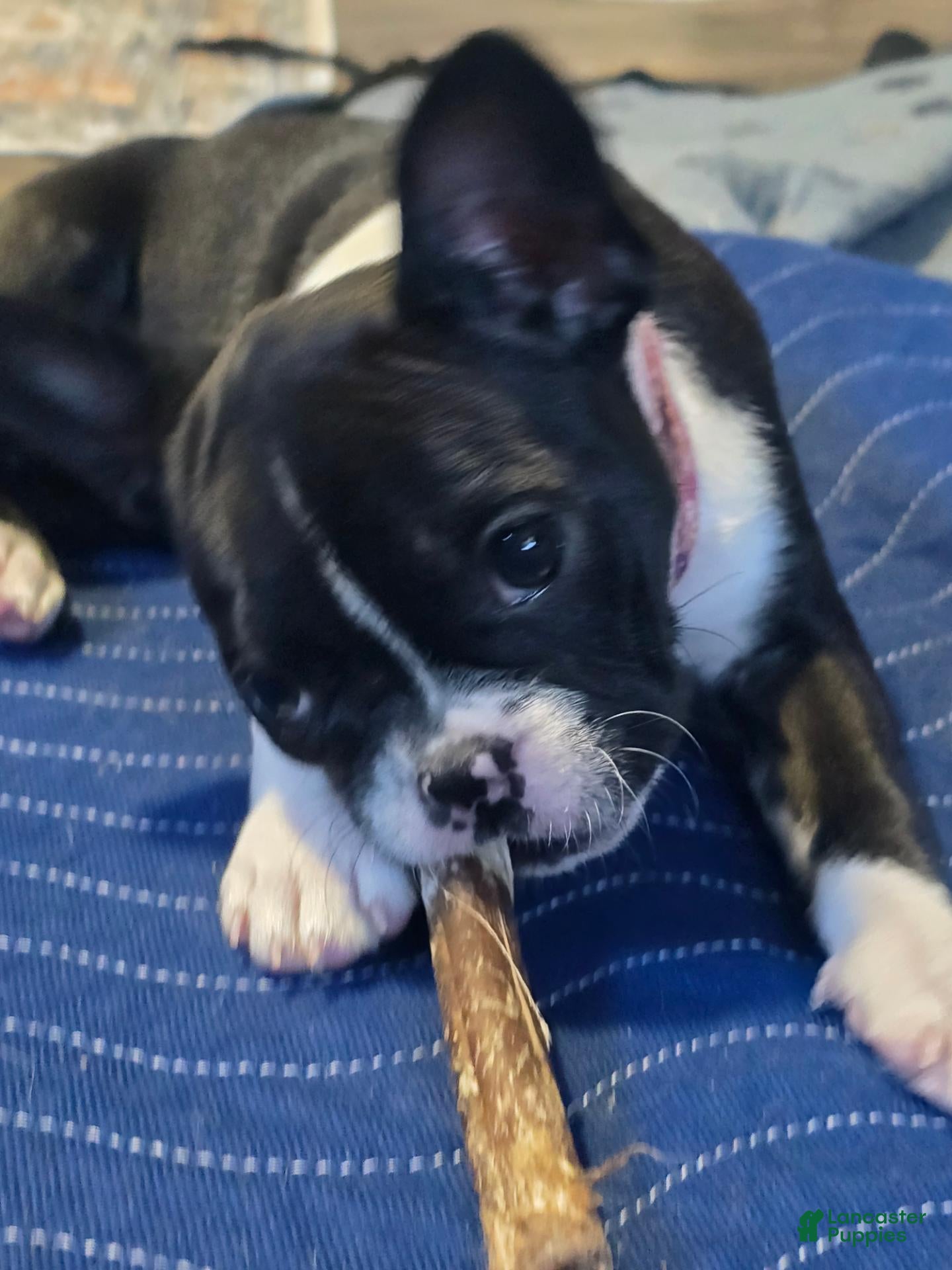 Mixed Breed dogs Frenchton female #1 - Ad 2