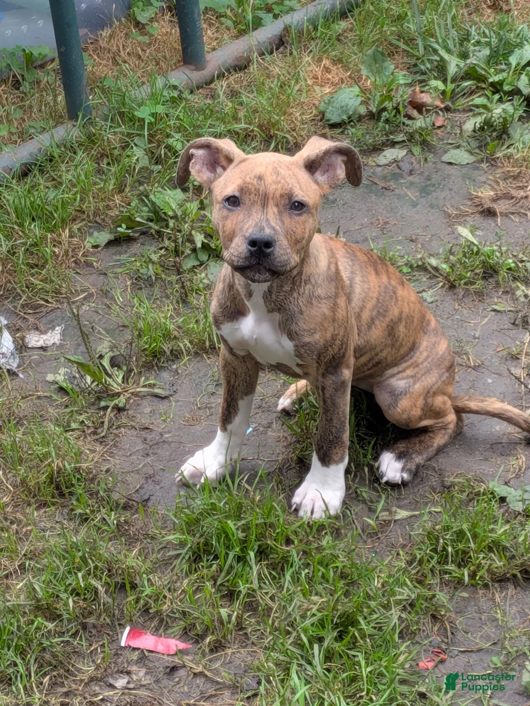 Mixed Breed dogs for sale: Mixed Breed 1 - Ad 1