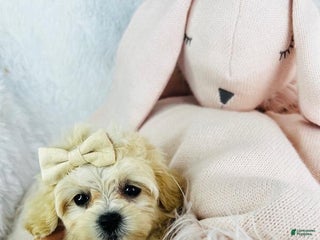 Shihpoo dogs - Ad 10