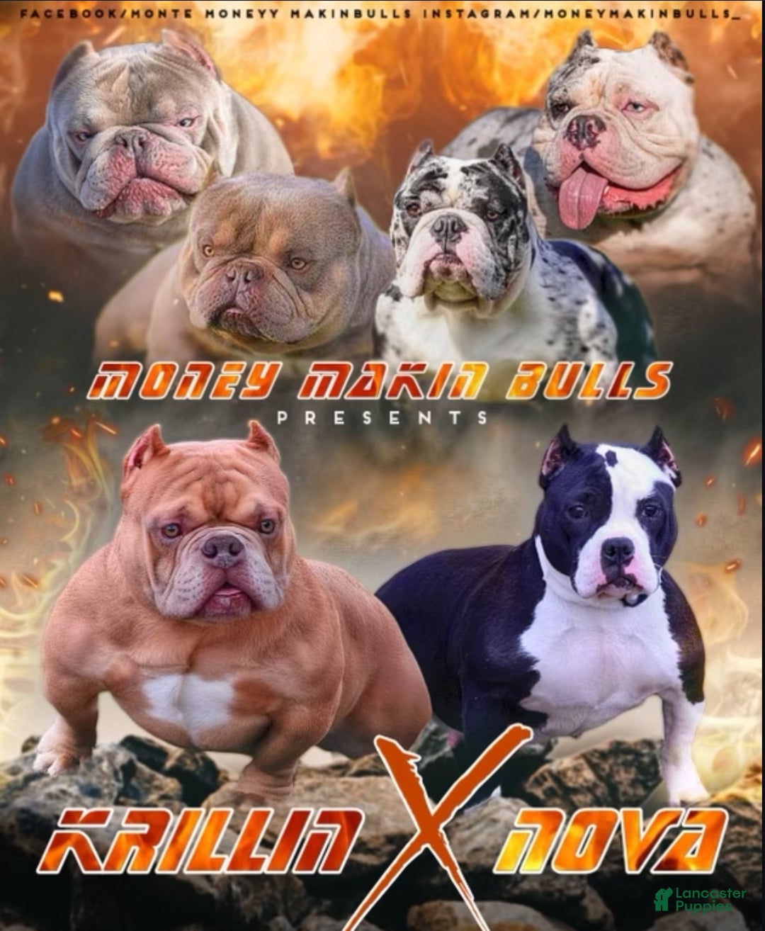 American Bully dogs for sale: Smoke  - Ad 3