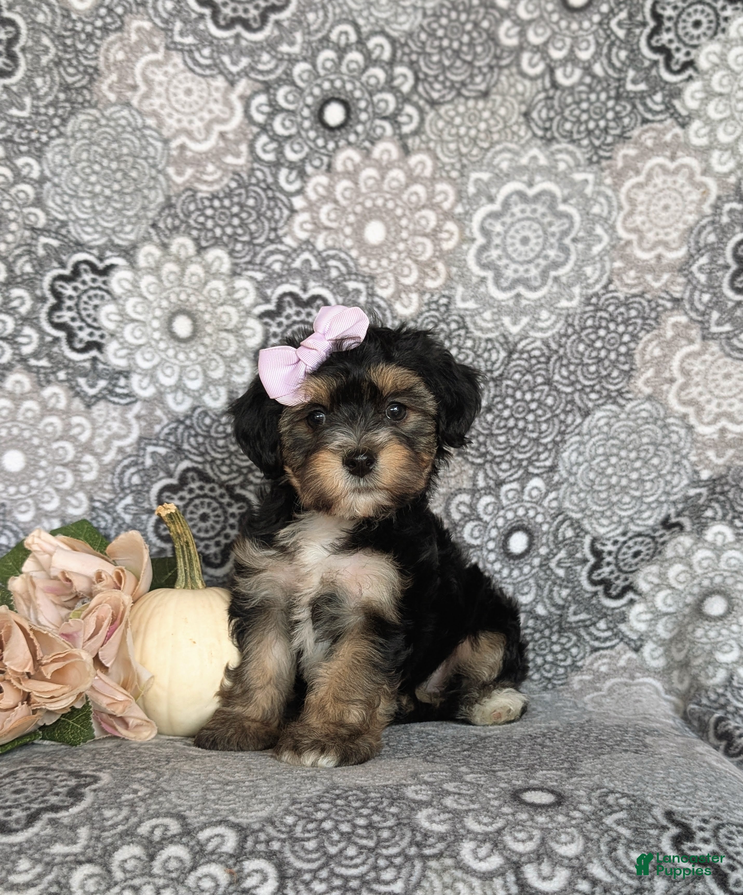 Yorkiepoo dogs for sale: Gretchen 7 lbs Full Grown - Ad 2