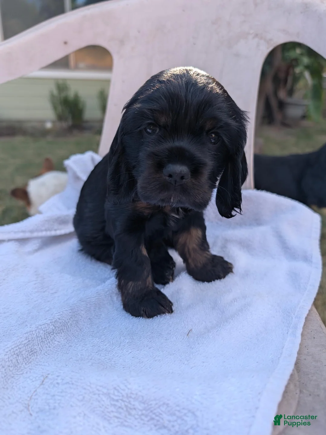 Cocker Spaniel dogs for sale: Cocker Spaniel 3 - Ad 1