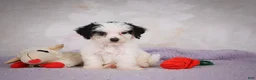 Mini Bernedoodle dogs for sale: Marley - Ad 6