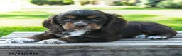 Cocker Spaniel dogs for sale: Cocoa - Ad 5