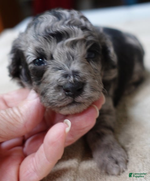 Toy Poodle dogs Stanley - Ad 2