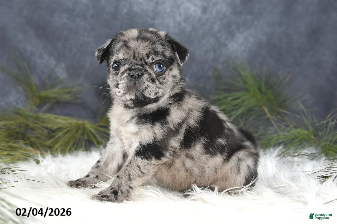 Pug dogs for sale: Dustin - Ad 5