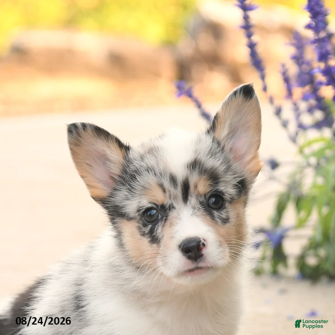 Welsh Corgi Pembroke dogs for sale: LibertyBelle - Ad 5
