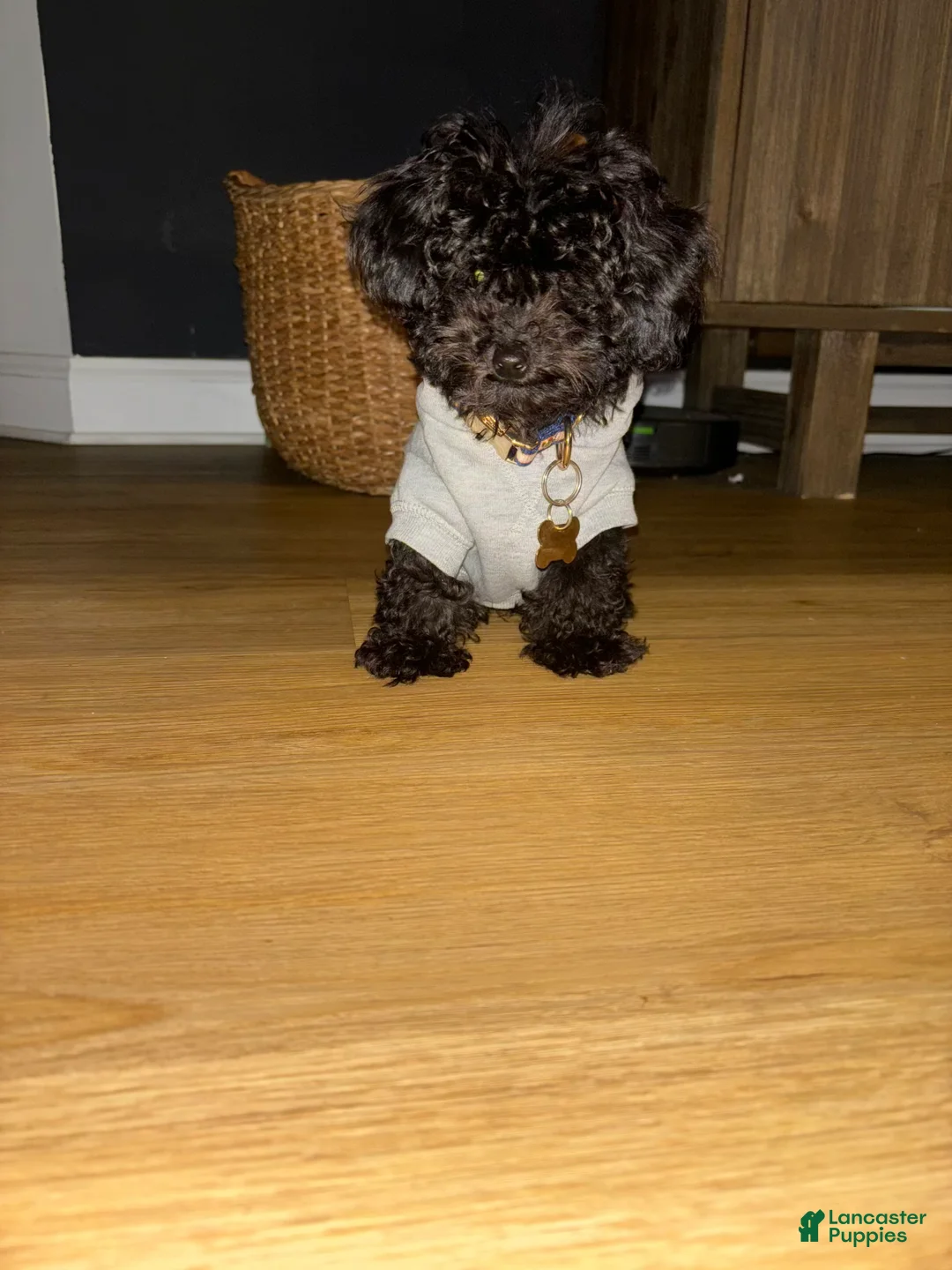 Gallery Image {{count}}