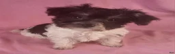 Yorkiepoo dogs for sale: Victoria Frills - Ad 3