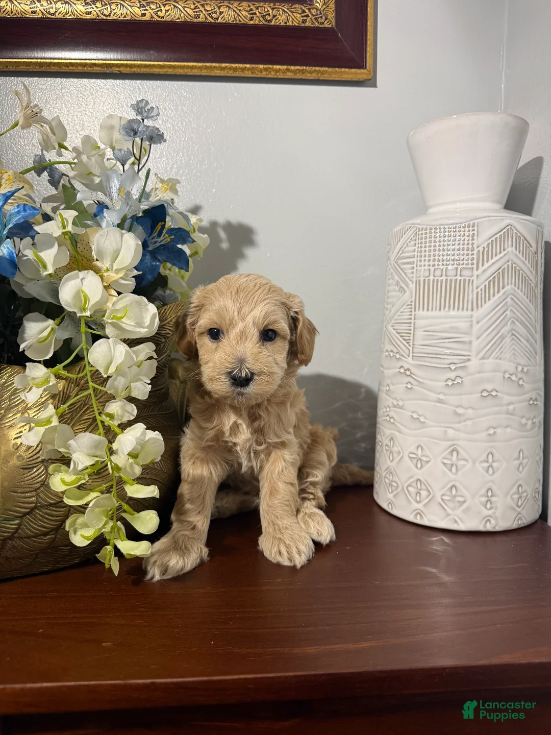 Maltipoo dogs for sale: Blanko - Ad 1