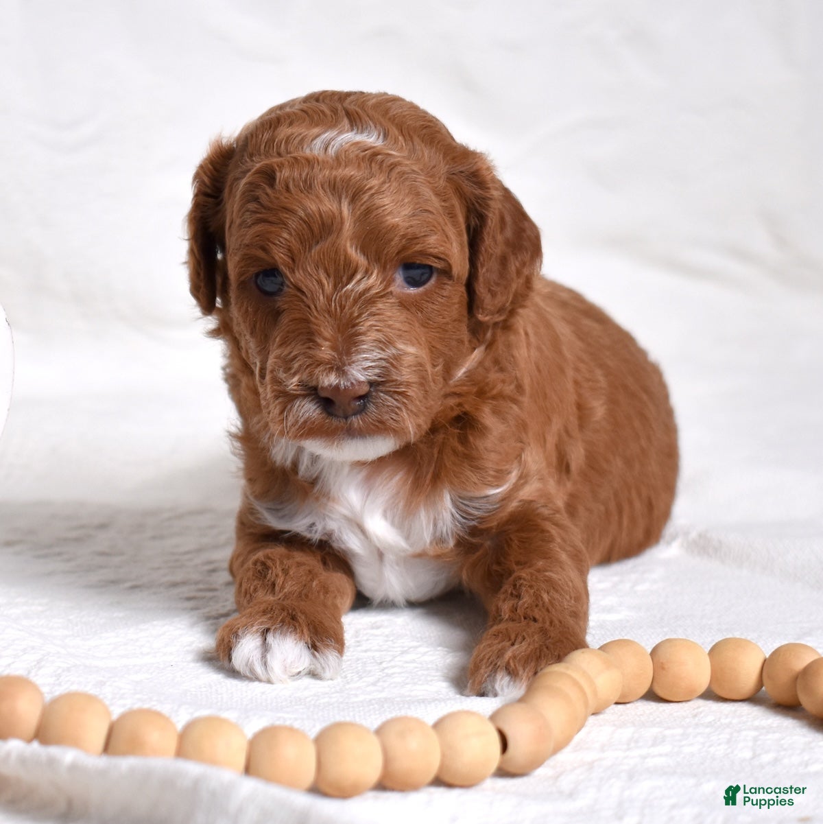 Miniature Poodle dogs Stanley  - Ad 1
