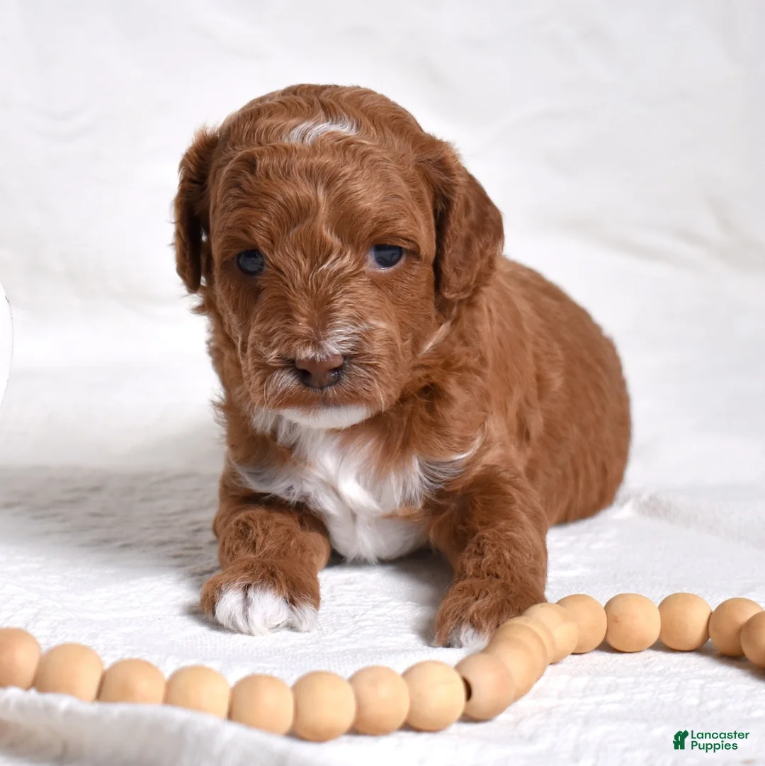 Miniature Poodle dogs for sale: Stanley  - Ad 1