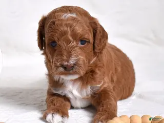 Miniature Poodle dogs Stanley - Ad 1