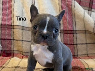 Frenchton dogs Tina - Ad 5