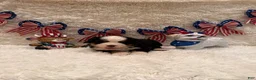 Bernese Mountain Dog dogs for sale: Dean - Ad 24