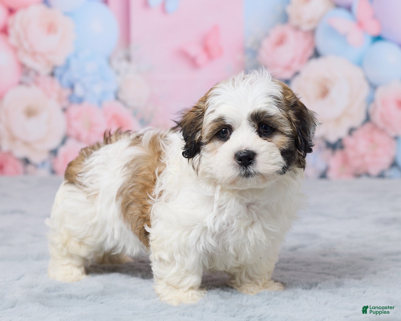 Teddy Bear dogs for sale: Mindy - Ad 4