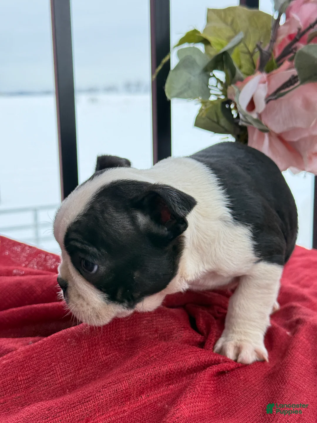 Boston Terrier dogs for sale: Titus - Ad 11