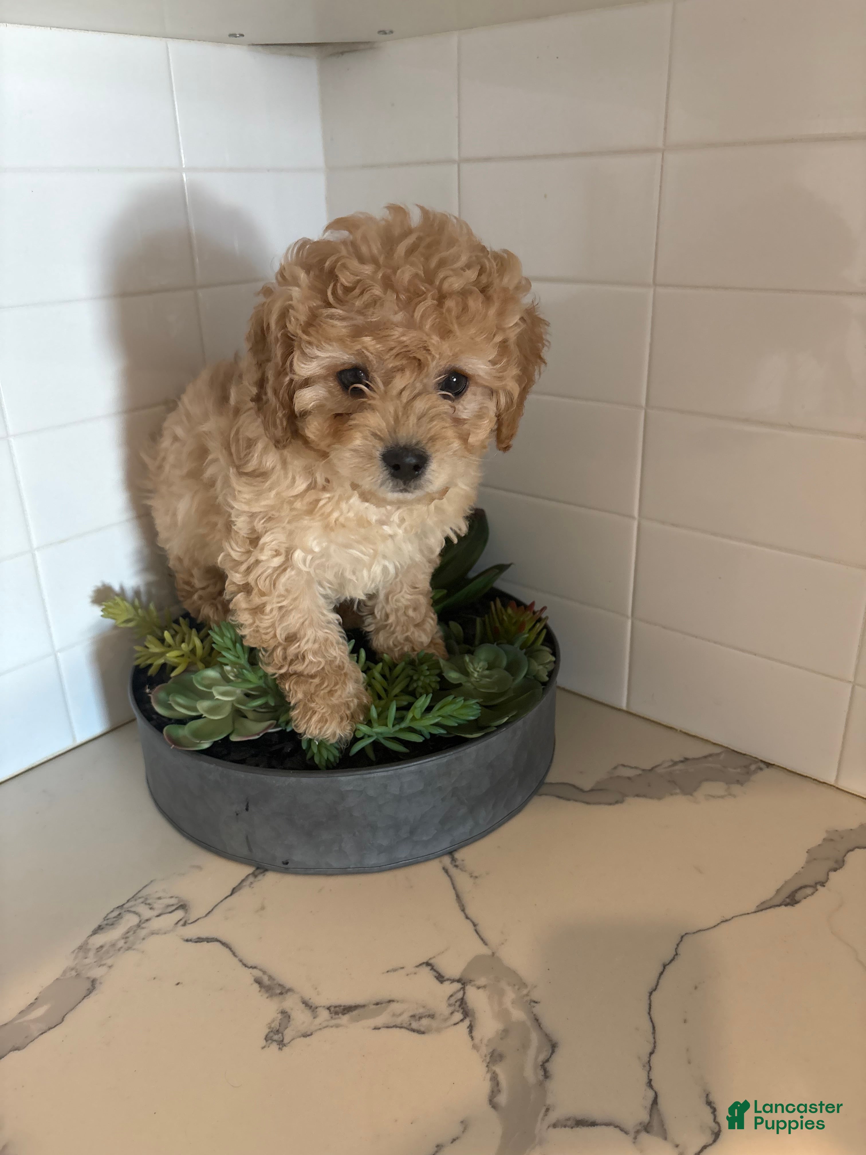 Cavapoo dogs Cheyenne  - Ad 2