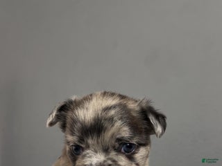 French Bulldog dogs - Ad 26