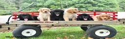 Labrador Retriever dogs for sale: Rosie - Ad 5