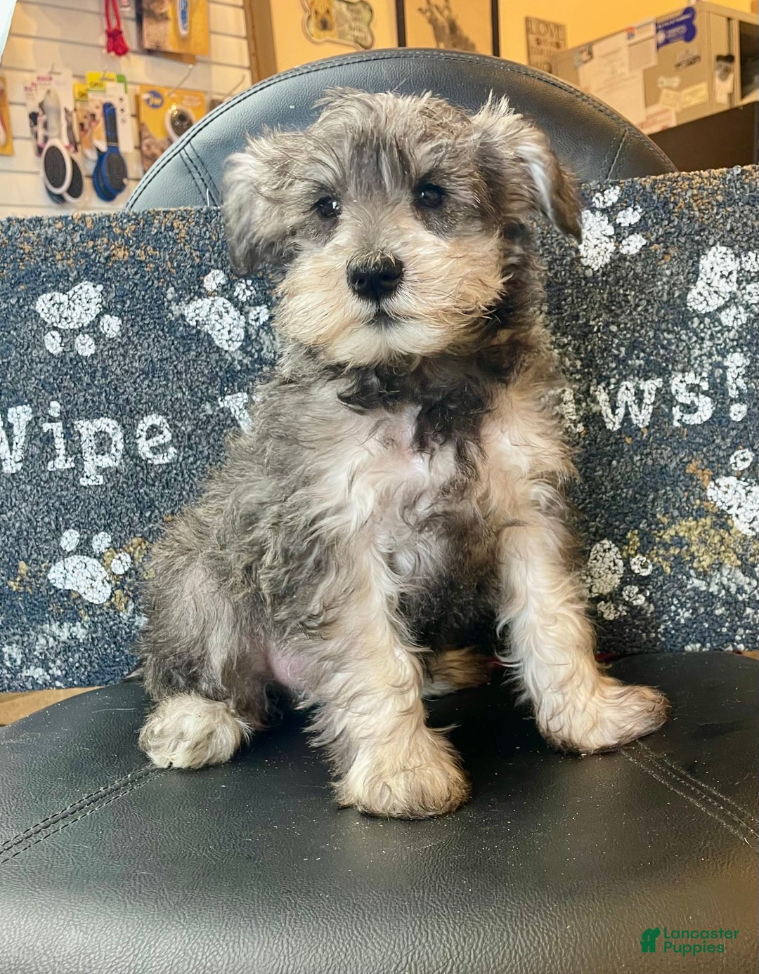 Miniature Schnauzer dogs for sale: Owen - Ad 4