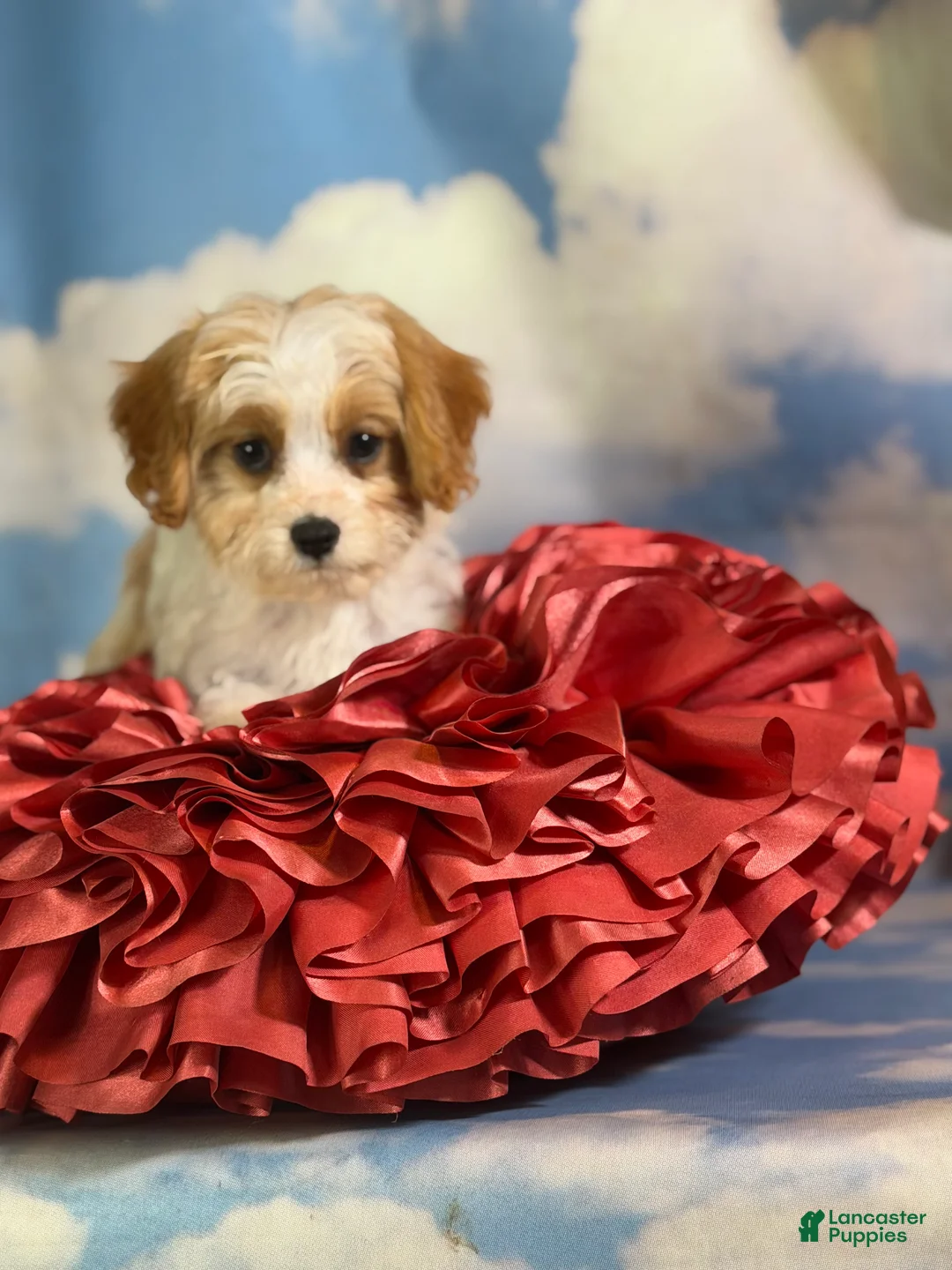 Cavapoo dogs for sale: Chili  - Ad 1