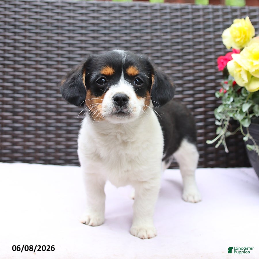 Mixed Breed dogs Clover - Ad 1