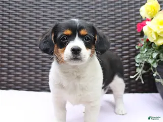 Mixed Breed dogs for sale: Clover - Ad 2
