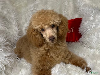 Toy Poodle dogs Yogi - Ad 29