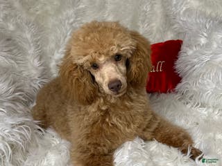 Toy Poodle dogs Yogi - Ad 24