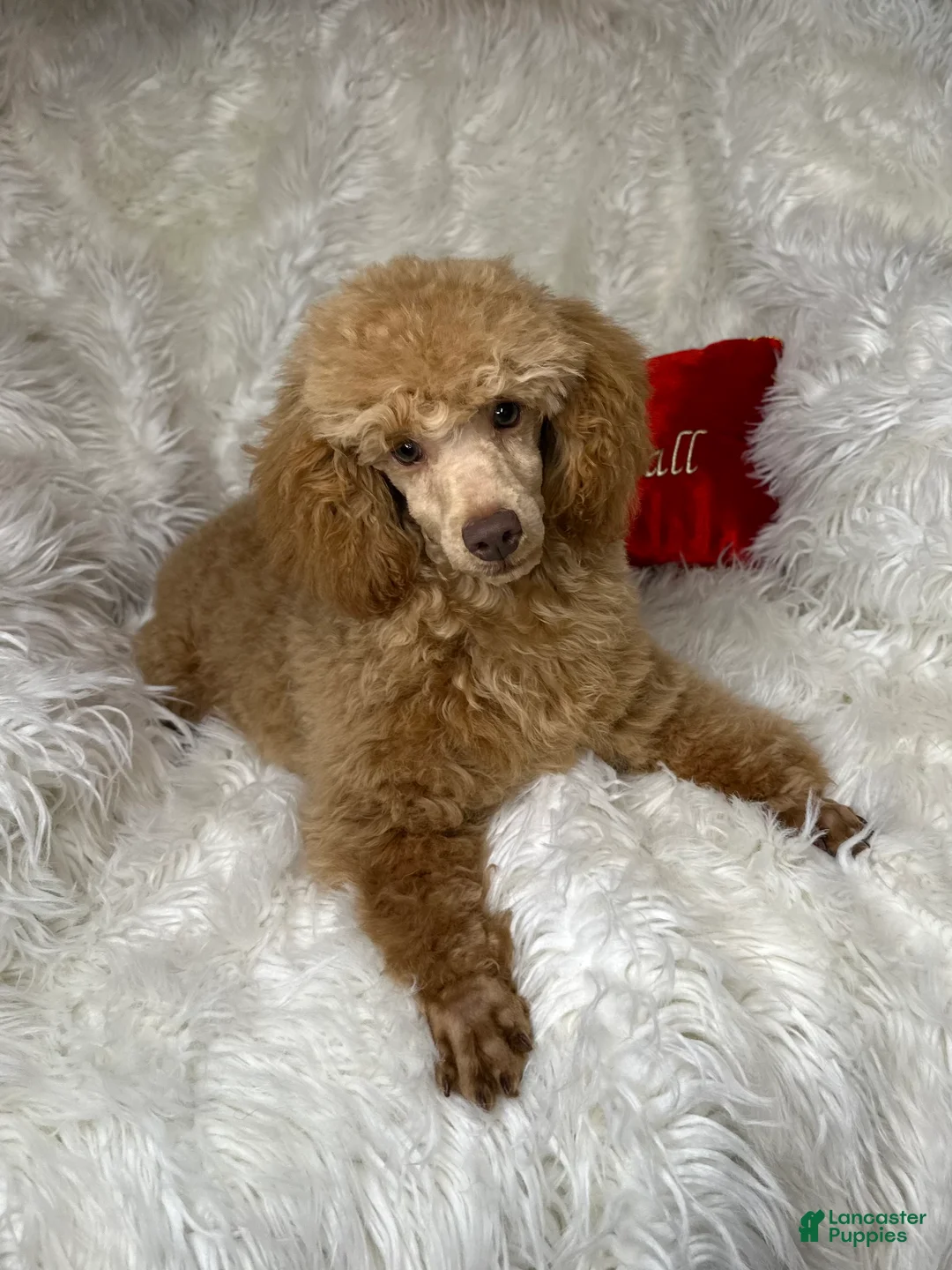 Toy Poodle dogs for sale: Yodel  - Ad 8