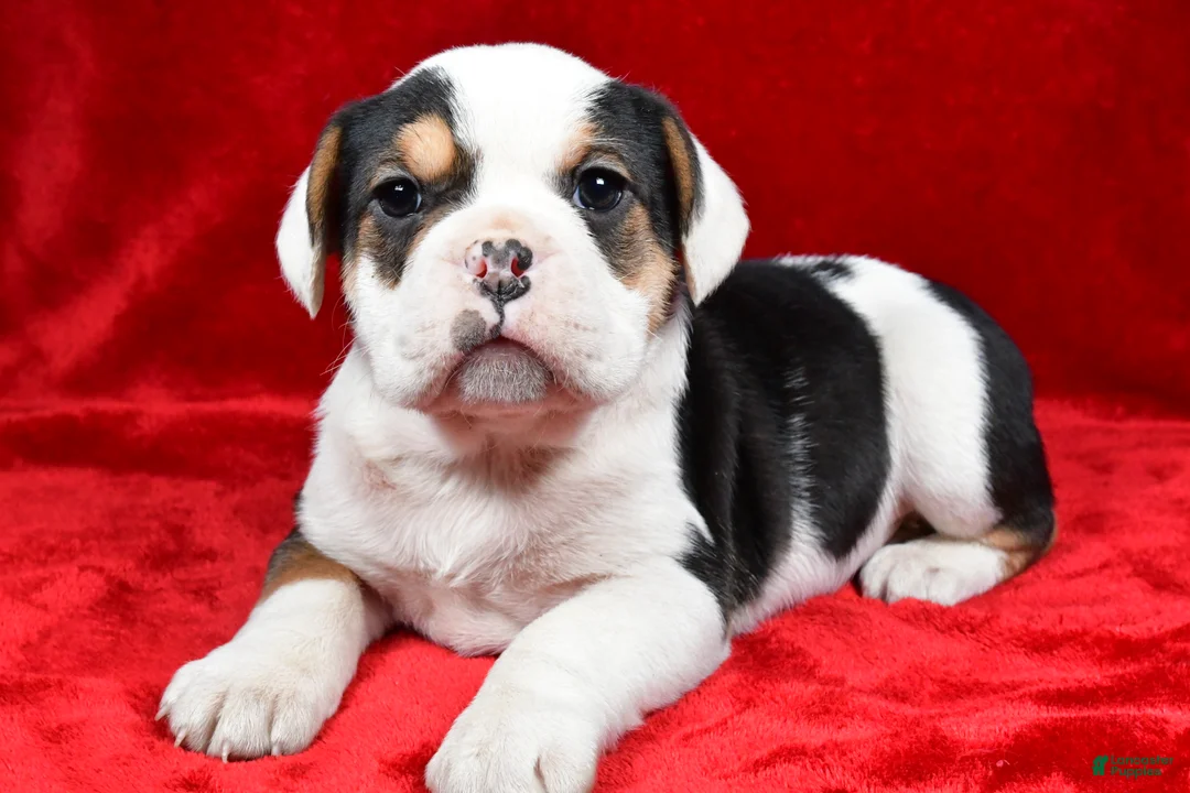 Beabull dogs for sale: Willow - Ad 6