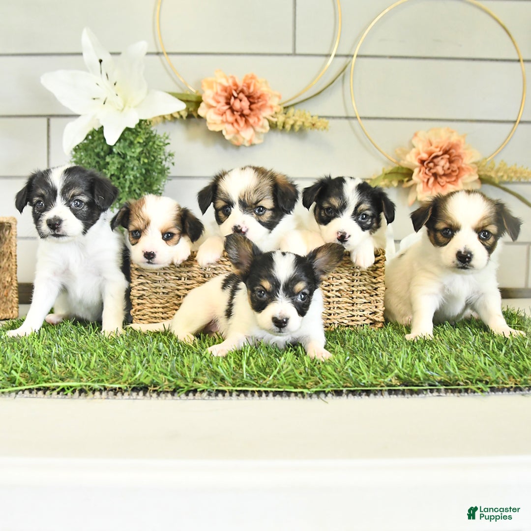 Papillon dogs for sale: Lilah - Ad 20