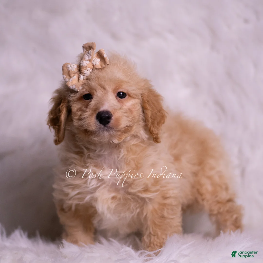 Mini Goldendoodle dogs for sale: Leo  - Ad 1