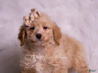 Mini Goldendoodle dogs Leo - Ad 8