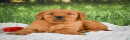 Golden Retriever dogs for sale: Kobe - Ad 5