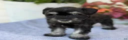 Miniature Schnauzer dogs for sale: Lorri - Ad 10