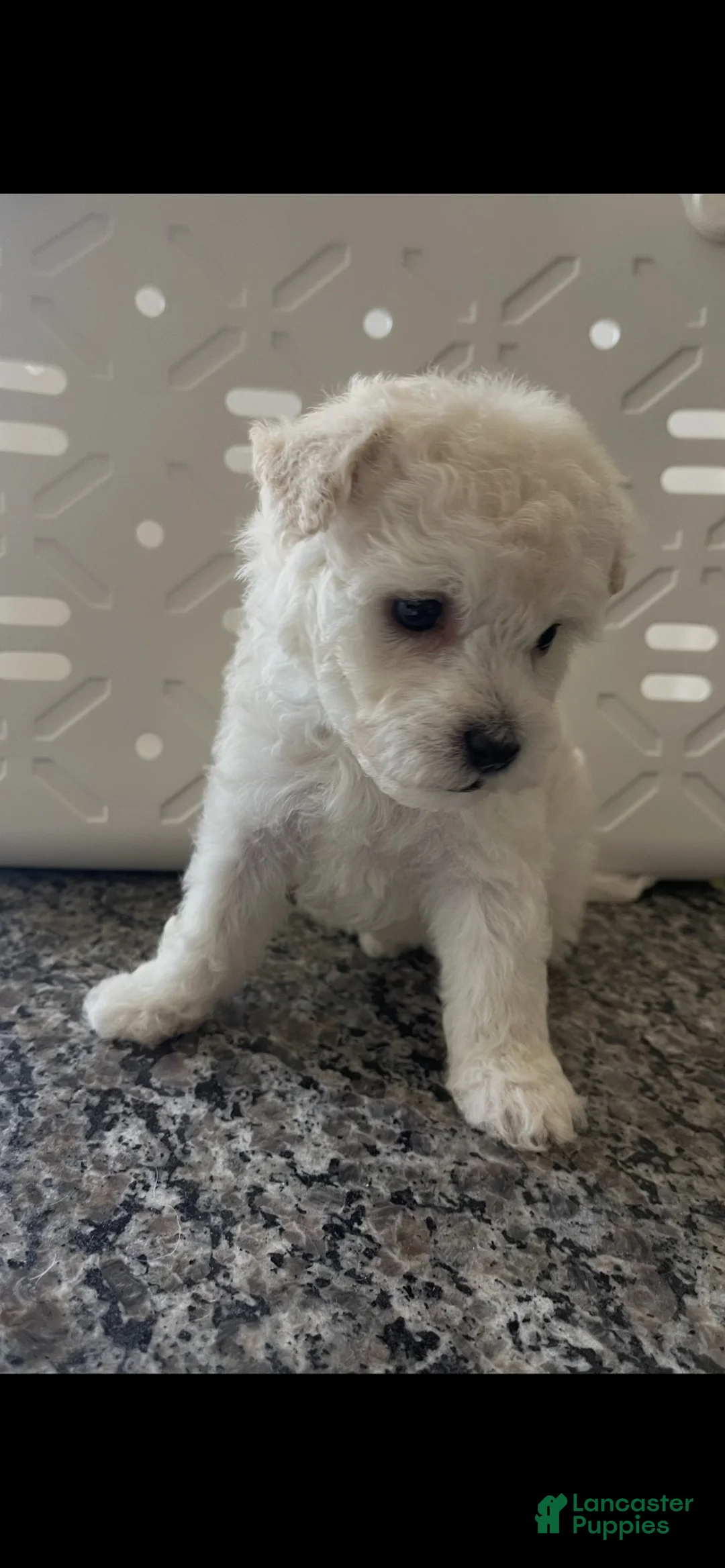 Miniature Poodle dogs for sale: Miniature Poodle 1 - Ad 2