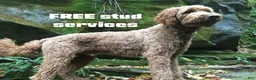 Goldendoodle dogs for stud: Stud F1A Red Goldendoodle - Ad 1