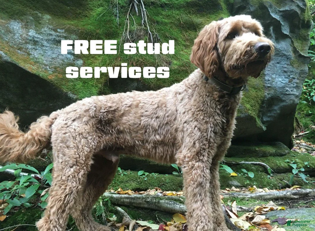 Goldendoodle dogs for stud: Stud F1A Red Goldendoodle - Ad 1
