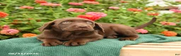 Labrador Retriever dogs for sale: Kimmie - Ad 3