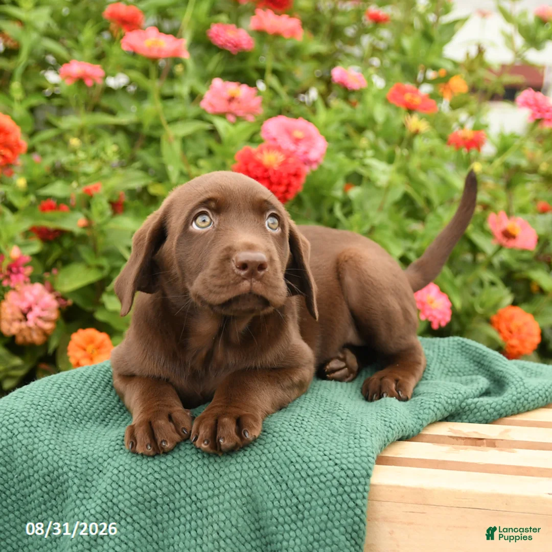 Labrador Retriever dogs for sale: Kimmie - Ad 3