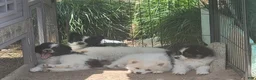 Pomeranian dogs for sale: Arcanine - Ad 14